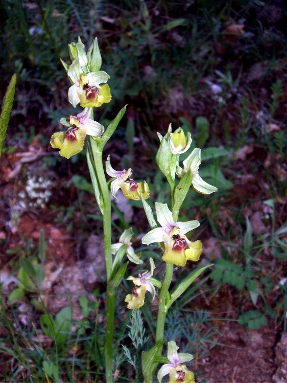 O. fuciflora O. apulica. O. lacaitae.      ibridi?